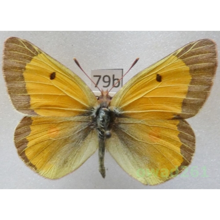 Colias chrysotheme (Esper, 1781) male Czech79b